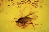 Detailed Fossil Fly (Diptera) In Baltic Amber #87231-1